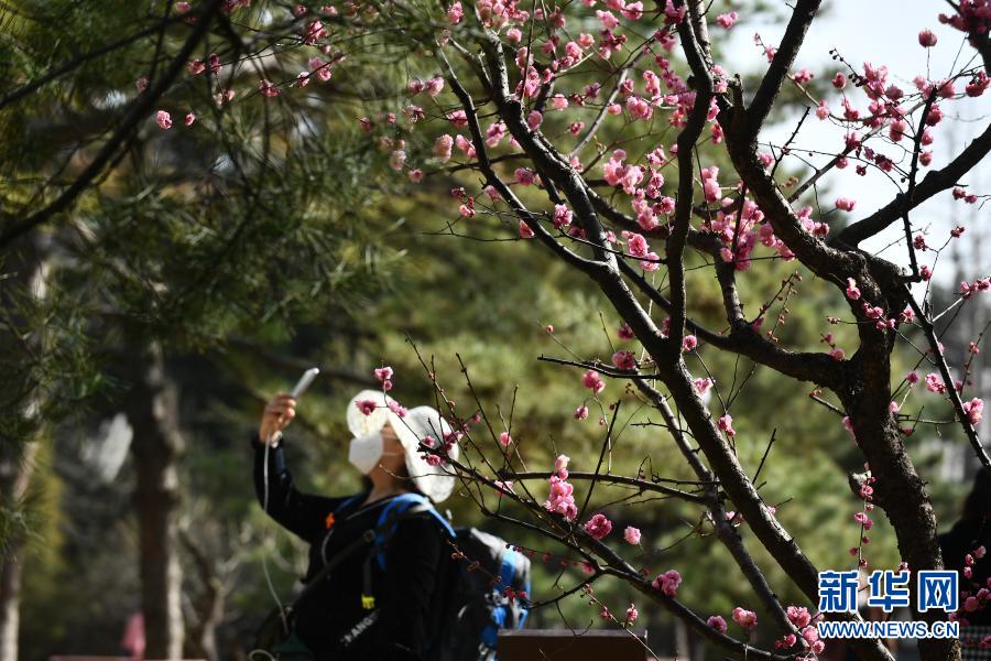3月24日，游客在北京中山公园拍摄盛开的梅花。随着气温回升，北京街头的各种花卉竞相绽放，美不胜收。新华社记者 罗晓光 摄