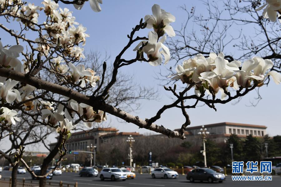 3月24日在北京人民大会堂附近拍摄的玉兰花。随着气温回升，北京街头的各种花卉竞相绽放，美不胜收。新华社记者 罗晓光 摄