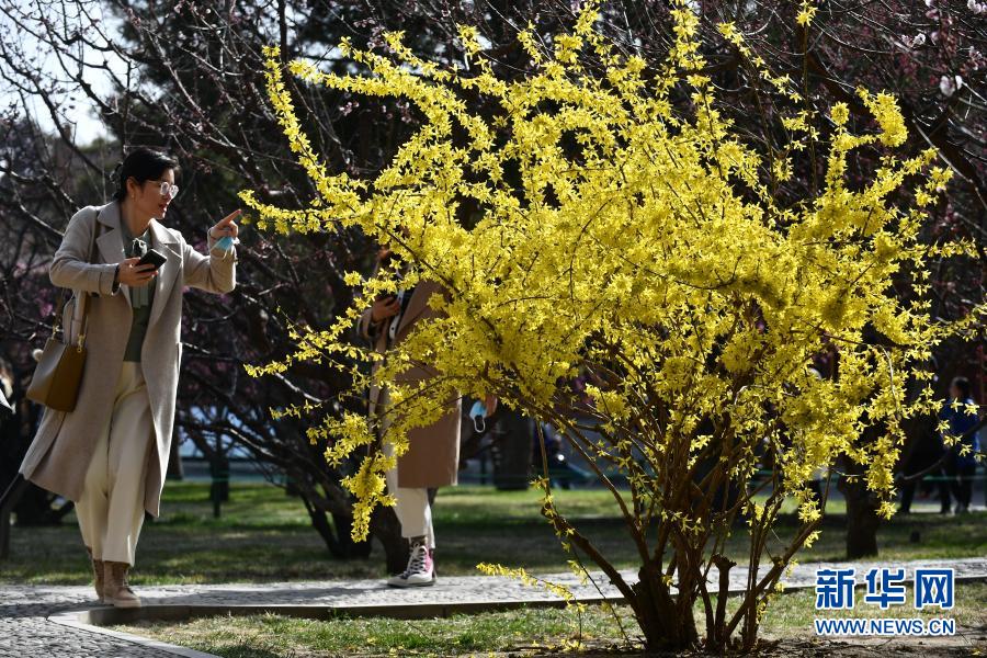 3月24日，游客在北京中山公园欣赏盛开的连翘。随着气温回升，北京街头的各种花卉竞相绽放，美不胜收。新华社记者 罗晓光 摄
