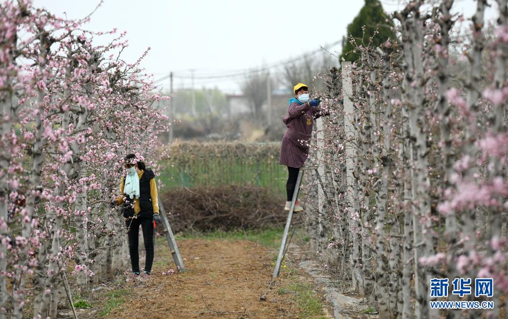 　　3月25日，在铜川市耀州区小丘镇移寨村，果农在桃园修剪果树枝。　　近日，随着气温逐渐上升，陕西省铜川市耀州区小丘镇果园里的樱桃花、桃花等渐次开放，果农们及时为果树除虫、修枝。　　新华社记者 李一博 摄