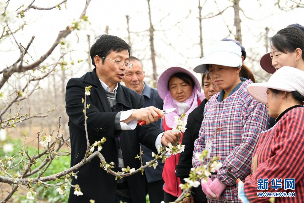 　　3月25日，西北农林科技大学园艺学院教授蔡宇良（左一）在铜川市耀州区小丘镇移寨村为果农讲解樱桃园春季管理注意事项。　　近日，随着气温逐渐上升，陕西省铜川市耀州区小丘镇果园里的樱桃花、桃花等渐次开放，果农们及时为果树除虫、修枝。　　新华社记者 李一博 摄