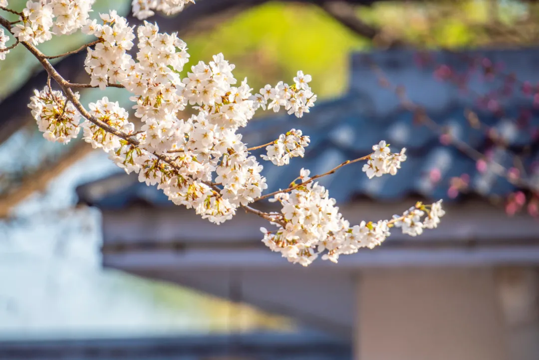 4月最适合出游的地方，累了就去小住几天