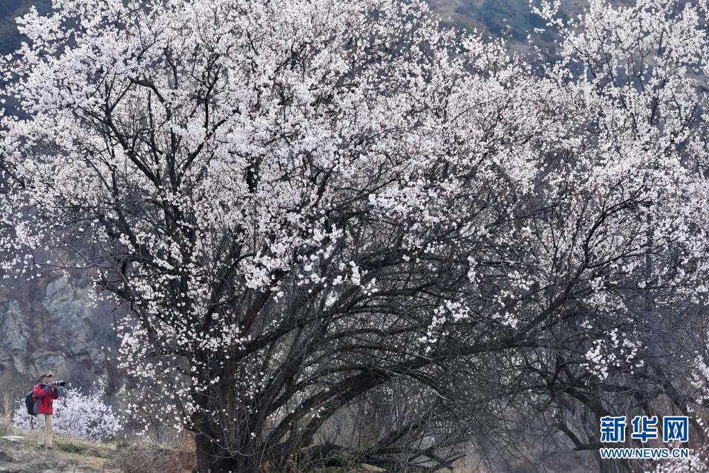 3月27日，一名游客在林芝市嘎拉村拍摄桃花。当日，西藏林芝第十九届桃花旅游文化节开幕。林芝意为“太阳的宝座”，平均海拔3100米，每逢春日，盛开的桃花与蓝天白云、雪山冰川交相辉映，景观独特迷人。新华社记者 孙瑞博 摄