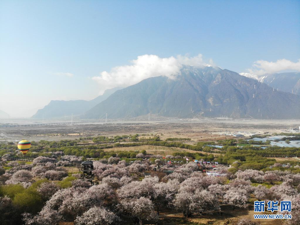 这是3月27日在林芝市嘎拉村拍摄的桃花（无人机照片）。当日，西藏林芝第十九届桃花旅游文化节开幕。林芝意为“太阳的宝座”，平均海拔3100米，每逢春日，盛开的桃花与蓝天白云、雪山冰川交相辉映，景观独特迷人。新华社记者 孙瑞博 摄