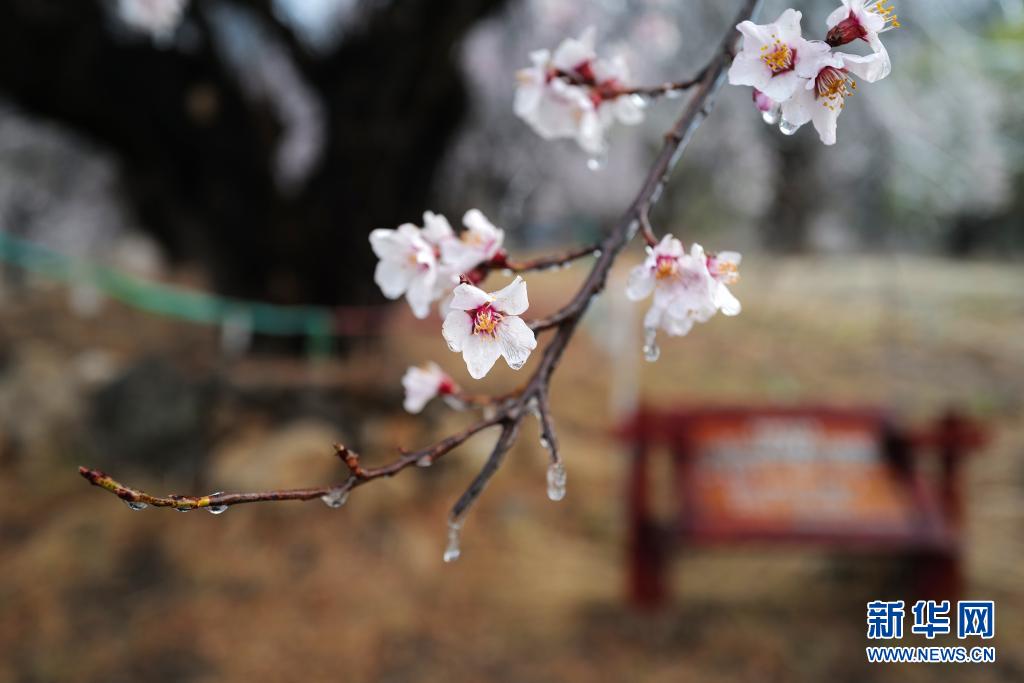 这是3月27日在林芝市嘎拉村拍摄的桃花。当日，西藏林芝第十九届桃花旅游文化节开幕。林芝意为“太阳的宝座”，平均海拔3100米，每逢春日，盛开的桃花与蓝天白云、雪山冰川交相辉映，景观独特迷人。新华社记者 孙瑞博 摄