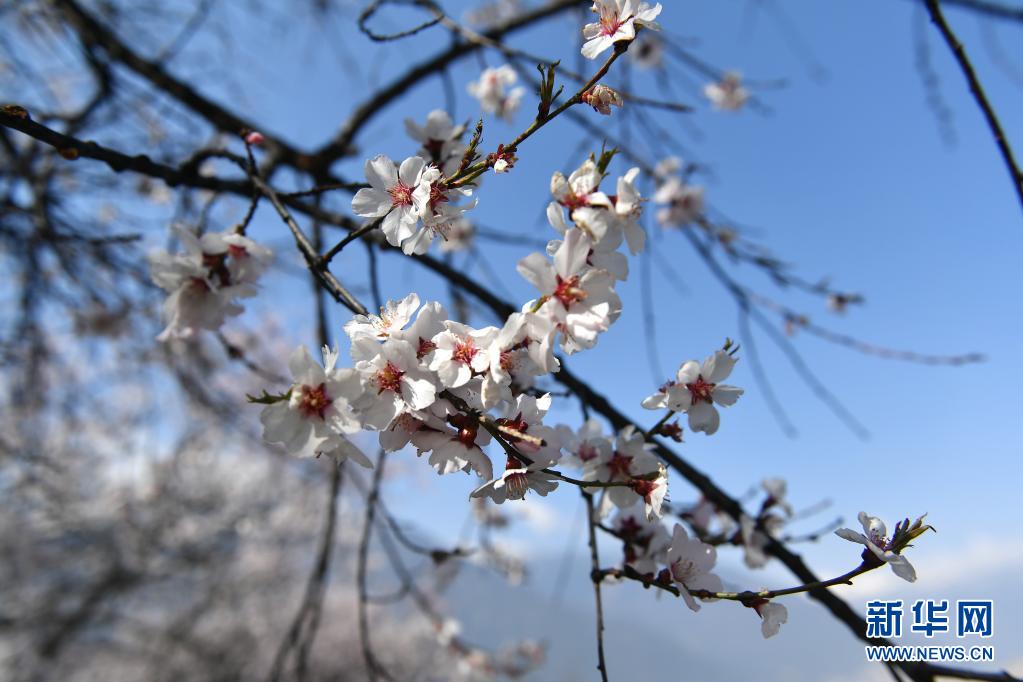 这是3月27日在林芝市嘎拉村拍摄的桃花。当日，西藏林芝第十九届桃花旅游文化节开幕。林芝意为“太阳的宝座”，平均海拔3100米，每逢春日，盛开的桃花与蓝天白云、雪山冰川交相辉映，景观独特迷人。新华社记者 孙瑞博 摄