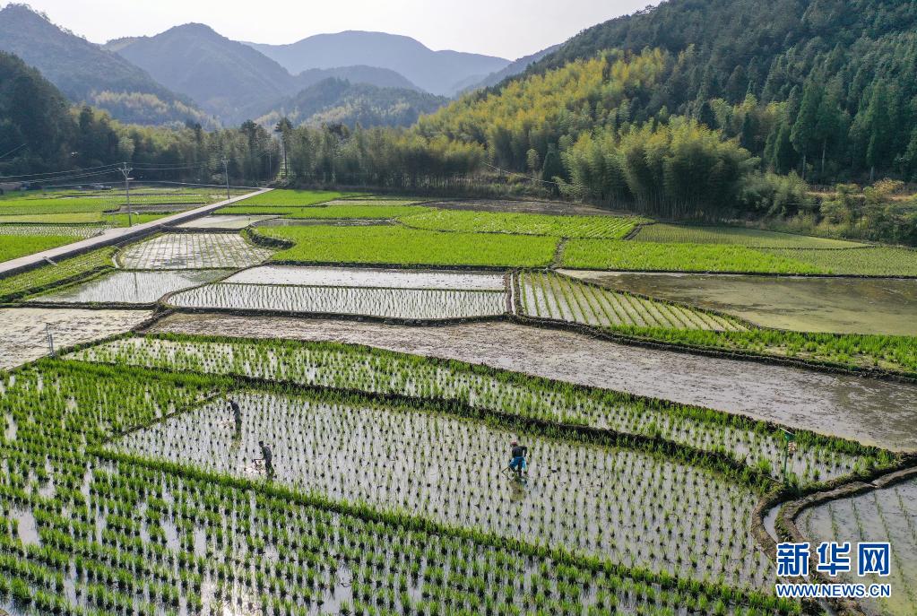 3月27日，茭农在景宁畲族自治县景南乡上标村茭田里疏除茭苗（无人机照片）。眼下，位于浙江省丽水市景宁畲族自治县大山深处的村民，抓住春暖晴好天气，抢种深山冷水茭白，茭白田中一派忙碌景象。景宁位于浙闽交界，所辖的景南、大漈等乡地处海拔千米的深山盆地。近年来，当地充分发挥山区优势，把种植冷水茭白作为农业增效的主导产业，出产的茭白口感鲜美，成为助力农民增收的特色农产品。新华社发（李肃人 摄）