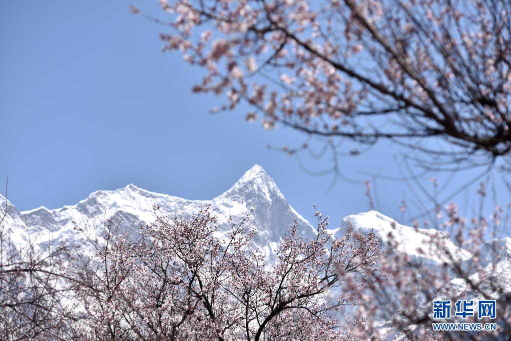 　　3月28日在西藏林芝市索松村拍摄的桃花和南迦巴瓦峰。　　日前，西藏林芝第十九届桃花旅游文化节开幕。林芝意为“太阳的宝座”，平均海拔3100米，每逢初春，漫山遍野的桃花盛开，与蓝天白云、雪山冰川交相辉映。　　新华社记者 孙瑞博 摄