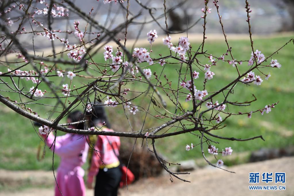 　　3月28日，游人在西藏林芝市索松村观赏桃花。新华社记者 孙瑞博 摄