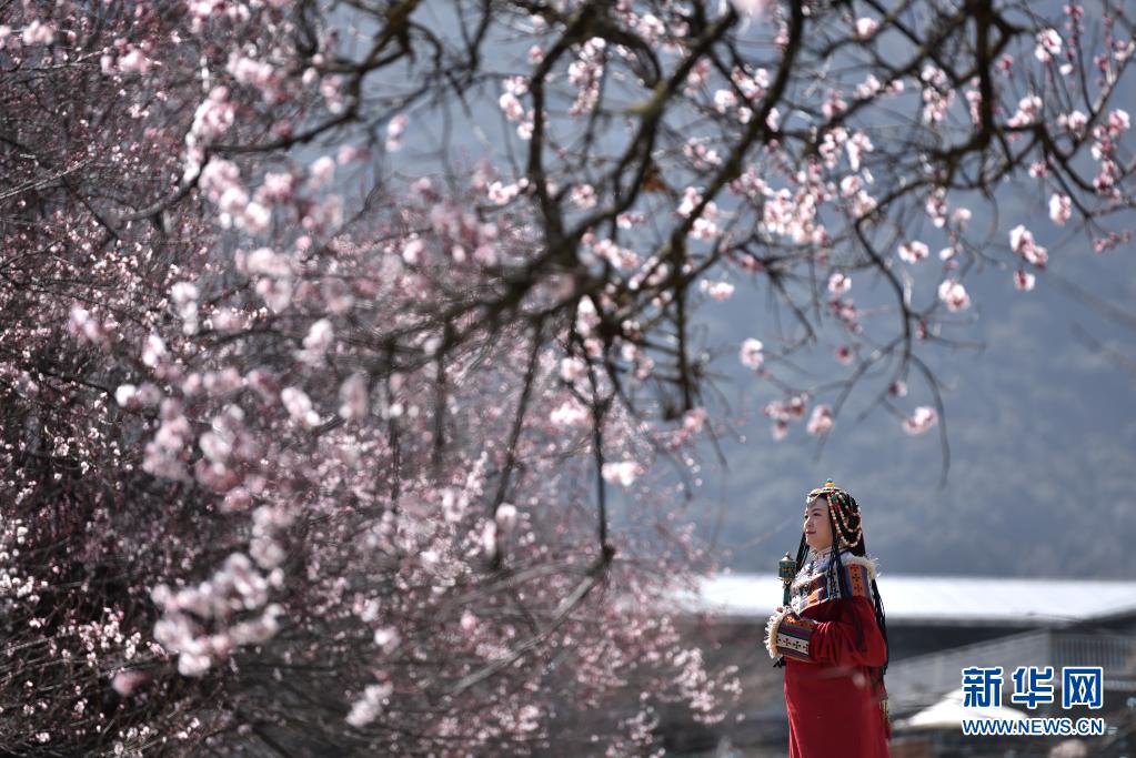 　　3月28日，一名游客在西藏林芝市索松村观赏桃花。新华社记者 孙瑞博 摄