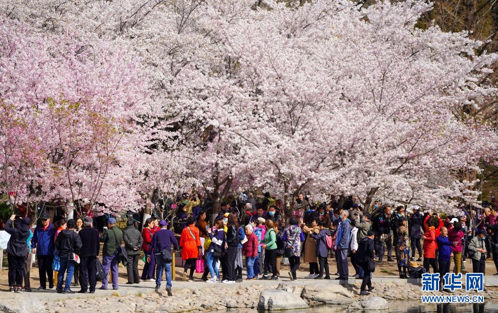 　　3月29日，游人在玉渊潭公园赏樱。　　近日，北京玉渊潭公园的樱花逐渐进入最佳观赏期，盛开的樱花如云似霞，蔚为壮观。　　新华社记者 陈晔华 摄