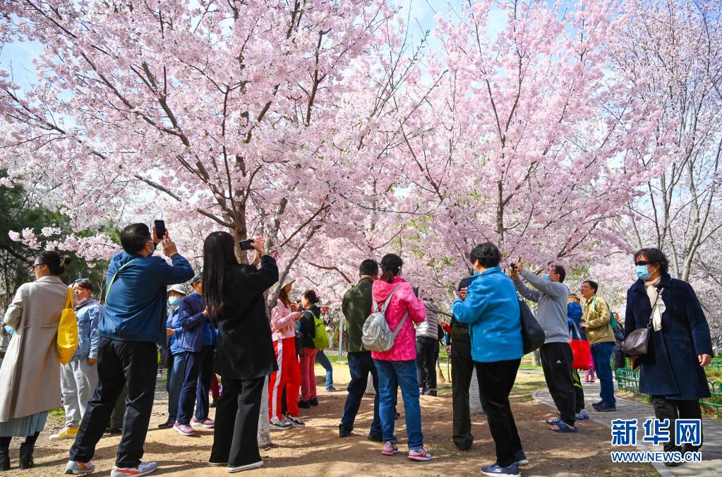 　　3月29日，游人在玉渊潭公园赏樱。　　近日，北京玉渊潭公园的樱花逐渐进入最佳观赏期，盛开的樱花如云似霞，蔚为壮观。　　新华社记者 陈晔华 摄