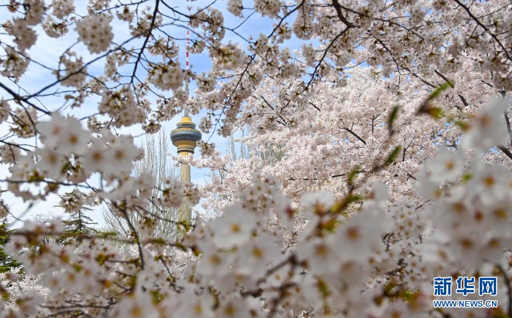 　　3月29日，游人在玉渊潭公园赏樱。　　近日，北京玉渊潭公园的樱花逐渐进入最佳观赏期，盛开的樱花如云似霞，蔚为壮观。　　新华社记者 陈晔华 摄