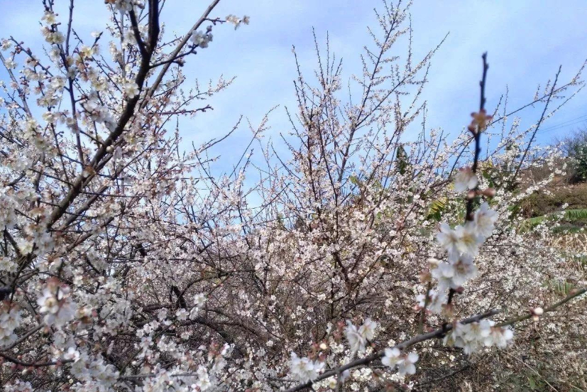 贵州八大赏花点“新鲜出炉”,春季赏花时间大全,还有一个免门票
