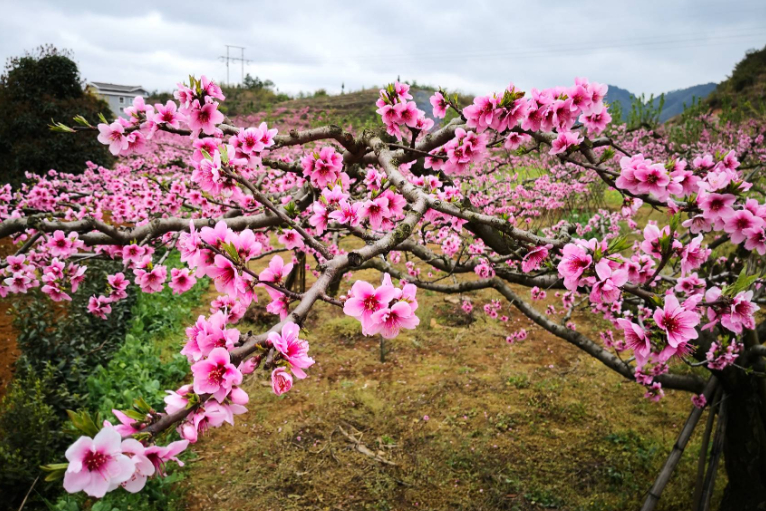 贵州八大赏花点“新鲜出炉”,春季赏花时间大全,还有一个免门票