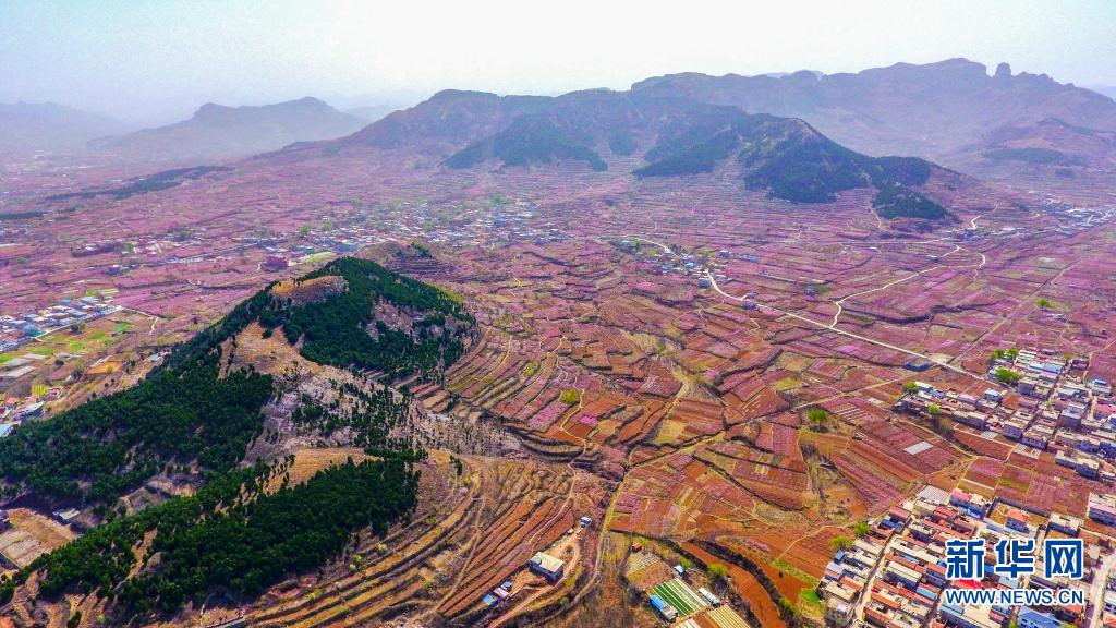 　　这是3月30日拍摄的济南市仲宫街道的桃园风光（无人机照片）。　　近日，位于山东省济南市仲宫街道的大片桃园进入盛花期，漫山遍野的桃花在春风中争相绽放。　　新华社记者 朱峥 摄