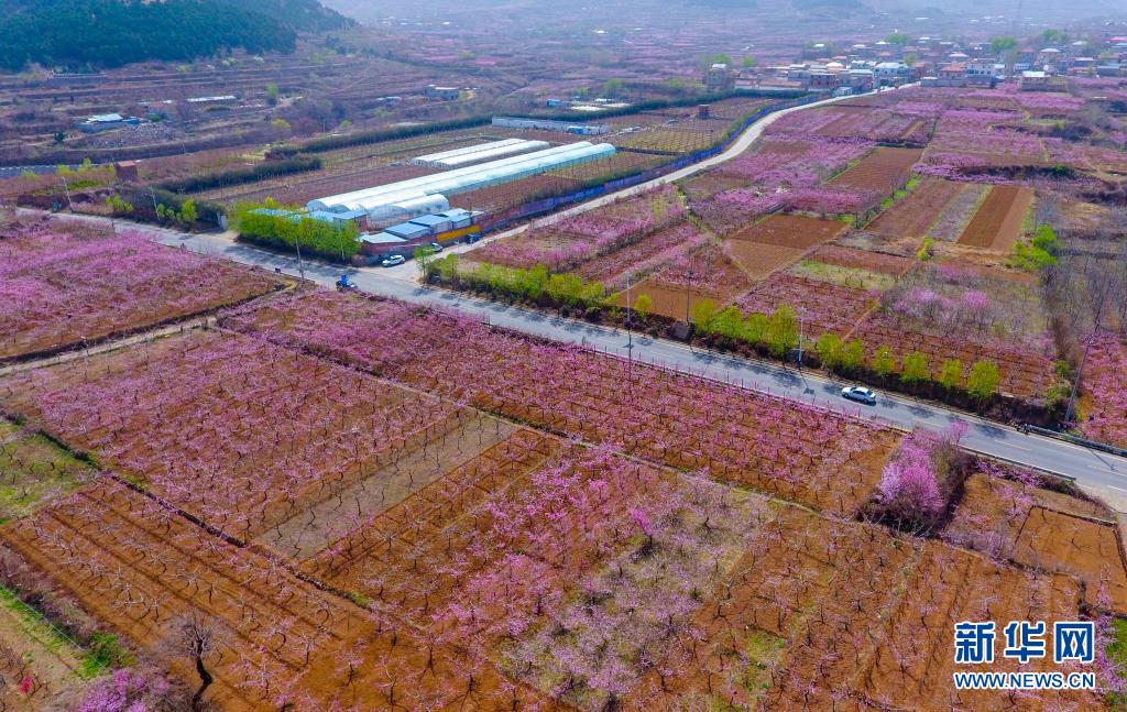 　　这是3月30日拍摄的济南市仲宫街道的桃园风光（无人机照片）。　　近日，位于山东省济南市仲宫街道的大片桃园进入盛花期，漫山遍野的桃花在春风中争相绽放。　　新华社记者 朱峥 摄