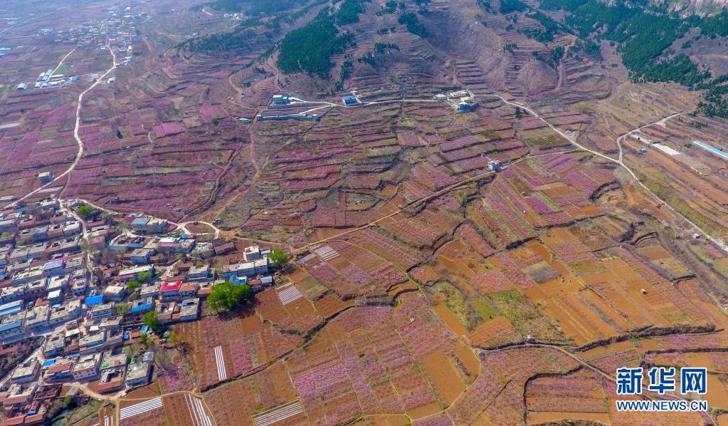 　　这是3月30日拍摄的济南市仲宫街道的桃园风光（无人机照片）。　　近日，位于山东省济南市仲宫街道的大片桃园进入盛花期，漫山遍野的桃花在春风中争相绽放。　　新华社记者 朱峥 摄