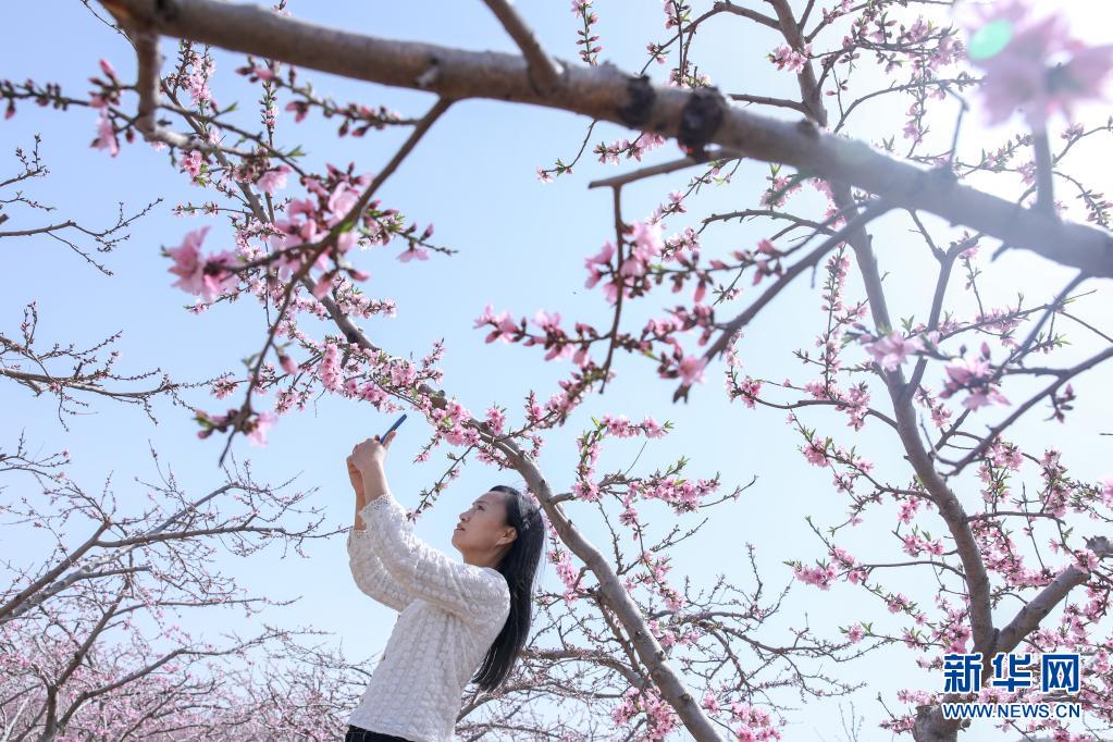 　　3月30日，游人在桃园里赏花拍照。　　近日，位于山东省济南市仲宫街道的大片桃园进入盛花期，漫山遍野的桃花在春风中争相绽放。　　新华社记者 朱峥 摄