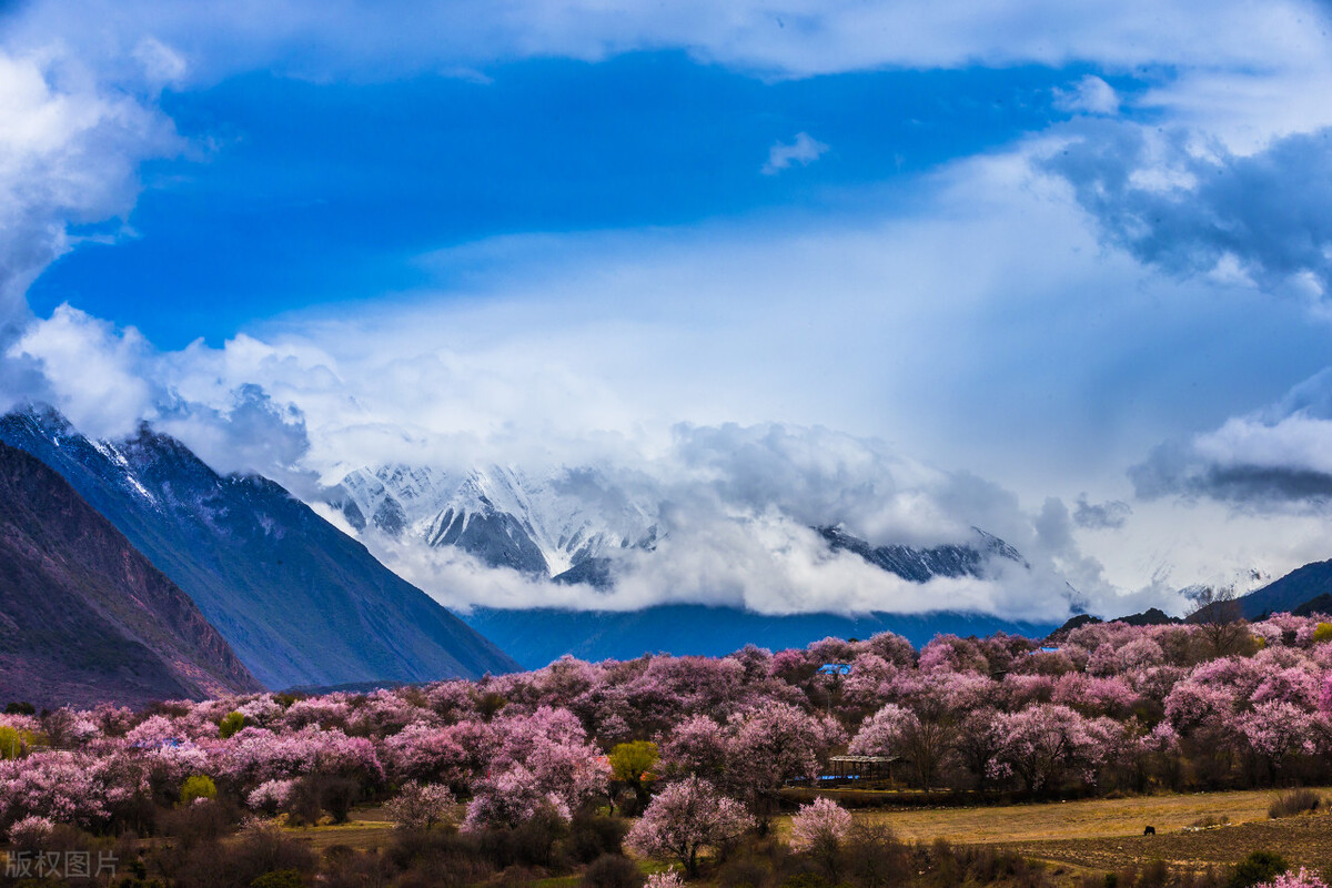4月旅拍目的地推荐!春季的花朵与银河一网打尽