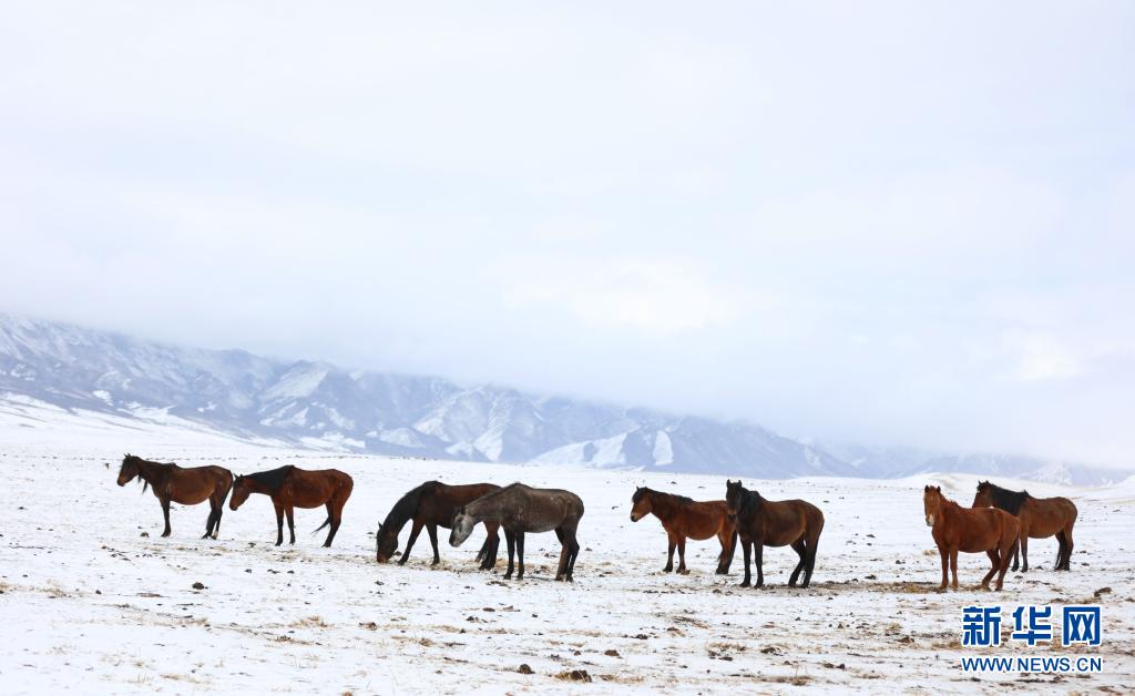 　　3月31日，山丹马场的牧马人将饮完水的马群赶往草原。　　当日，受冷空气影响，位于甘肃省河西走廊中部、祁连山北麓的山丹马场降雪，马群在雪原上奔跑觅食，构成了一幅壮美高原雪景 。　　新华社发（王超 摄）