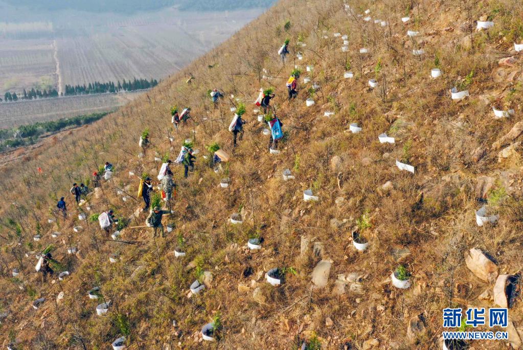 　　3月31日，造林队员在河北省遵化市石门镇金星山运送树苗，准备植树（无人机照片）。　　仲春时节，河北省遵化市提前开始今年的荒山造林，造林队员们忙着运送树苗、栽树、浇水。遵化市今年计划完成荒山造林5万多亩。　　新华社发（刘满仓 摄）