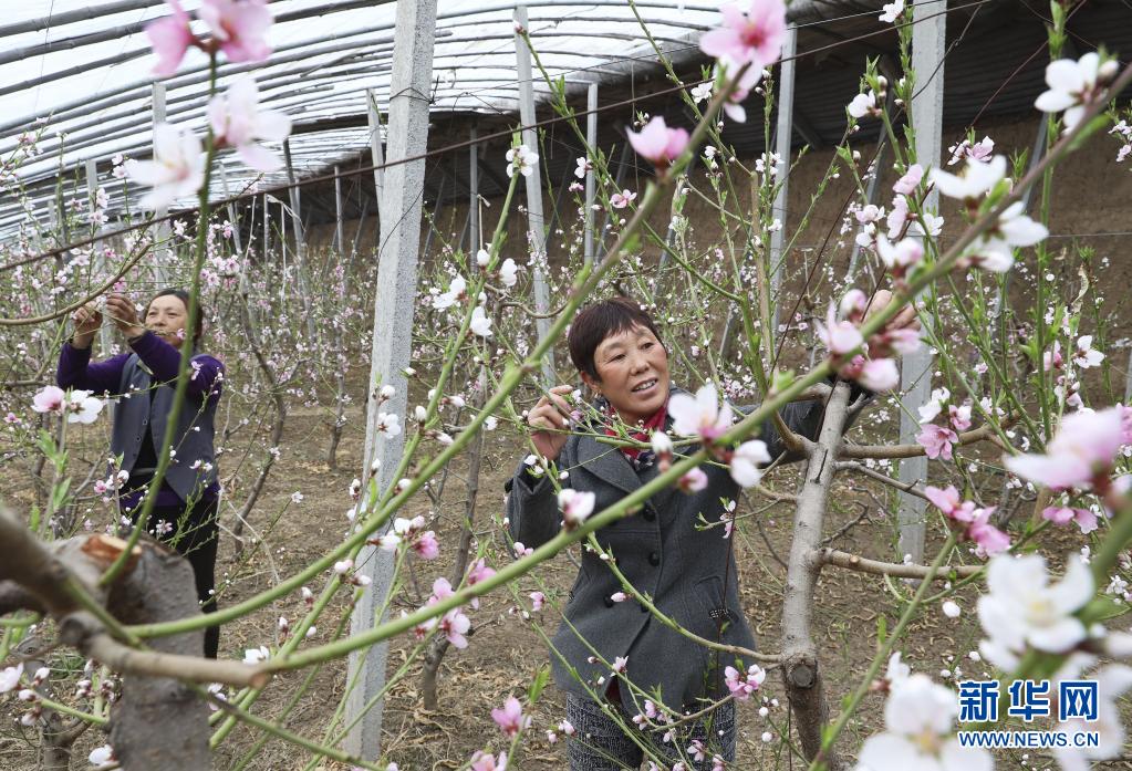 　　4月1日，张家口市万全区水庄屯村农民在油桃温棚里进行日常管理。　　近年来，河北省张家口市万全区调整农业产业结构，大力发展设施农业，通过龙头公司带动，引导农民因地制宜发展瓜果、蔬菜等错季特色农产品种植，种植面积达4.5万余亩，带动1.5万农户实现增收。　　新华社发（武殿森 摄）