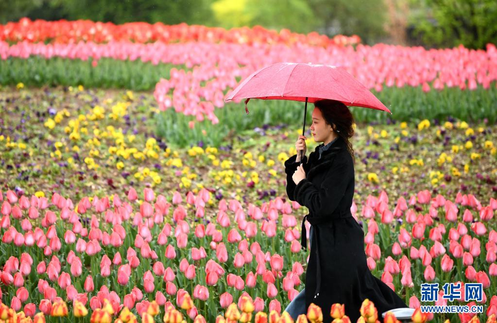 　　4月1日，游客在西安植物园游玩赏花。　　近日，陕西省西安植物园第29届春季花展开展。本次花展栽有郁金香3000平方米，共计20万株、30余个品种。园区在郁金香种植过程中结合花色和花期进行搭配，给游客带来更丰富的观赏体验。　　新华社记者 李一博 摄