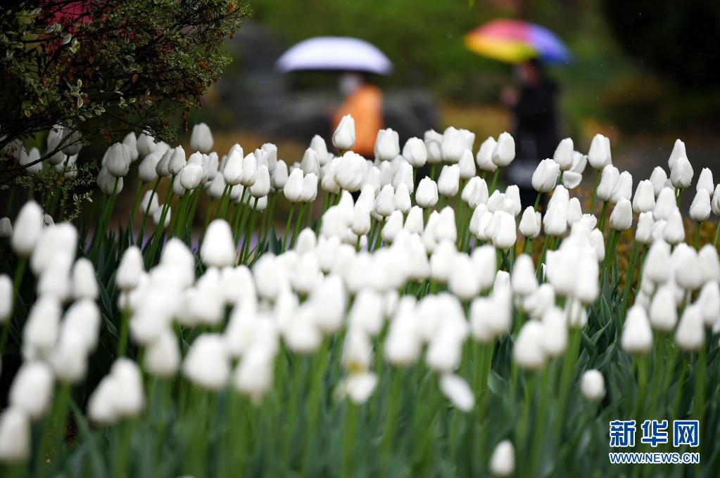 　　4月1日，游客在西安植物园游玩赏花。　　近日，陕西省西安植物园第29届春季花展开展。本次花展栽有郁金香3000平方米，共计20万株、30余个品种。园区在郁金香种植过程中结合花色和花期进行搭配，给游客带来更丰富的观赏体验。　　新华社记者 李一博 摄