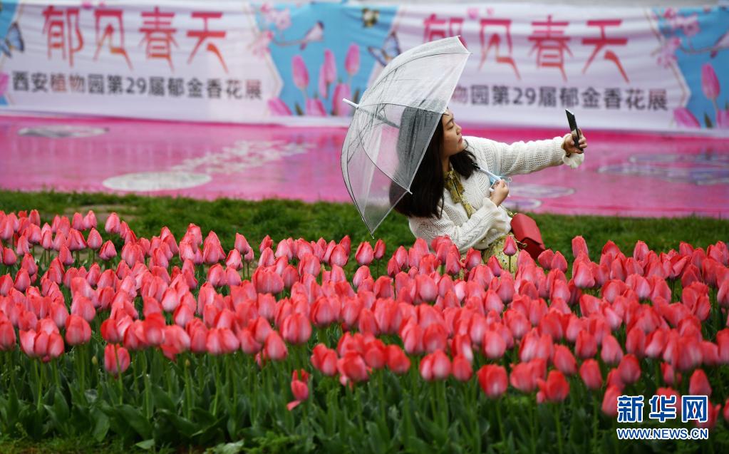 　　4月1日，游客在西安植物园郁金香展区自拍。　　近日，陕西省西安植物园第29届春季花展开展。本次花展栽有郁金香3000平方米，共计20万株、30余个品种。园区在郁金香种植过程中结合花色和花期进行搭配，给游客带来更丰富的观赏体验。　　新华社记者 李一博 摄