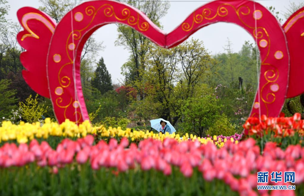 　　4月1日，游客在西安植物园游玩赏花。　　近日，陕西省西安植物园第29届春季花展开展。本次花展栽有郁金香3000平方米，共计20万株、30余个品种。园区在郁金香种植过程中结合花色和花期进行搭配，给游客带来更丰富的观赏体验。　　新华社记者 李一博 摄