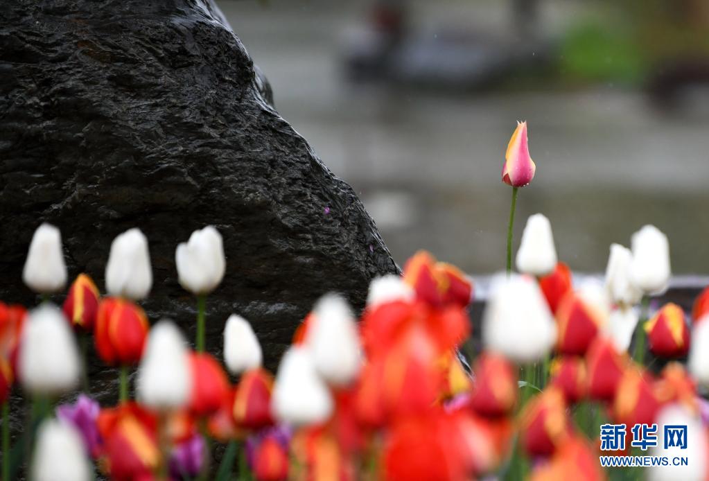　　这是在西安植物园拍摄的郁金香（4月1日摄）。　　近日，陕西省西安植物园第29届春季花展开展。本次花展栽有郁金香3000平方米，共计20万株、30余个品种。园区在郁金香种植过程中结合花色和花期进行搭配，给游客带来更丰富的观赏体验。　　新华社记者 李一博 摄
