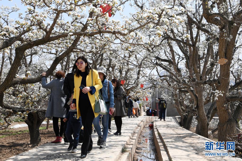 　　4月5日，游客在皋兰县什川镇古梨园赏花。　　近日，位于甘肃省兰州市皋兰县什川镇的古梨园梨花盛开，吸引众多游客前来赏花踏青。　　新华社记者 范培珅 摄