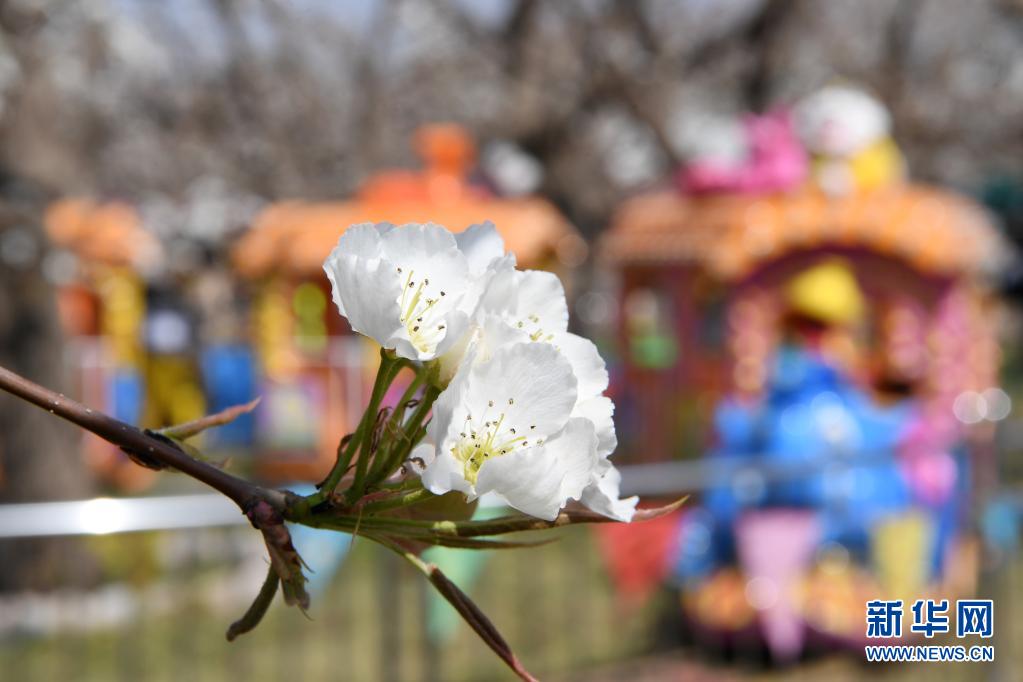 　　这是4月5日在皋兰县什川镇古梨园拍摄的梨花。　　近日，位于甘肃省兰州市皋兰县什川镇的古梨园梨花盛开，吸引众多游客前来赏花踏青。　　新华社记者 范培珅 摄