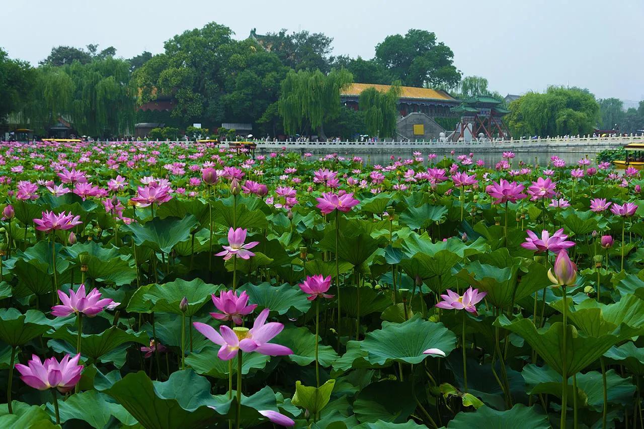 网友评出的中国十大花会节，2021不要错过的美好！