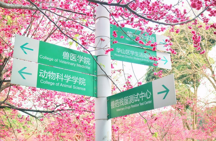 国内最美的15所大学,这根本就是旅游景点