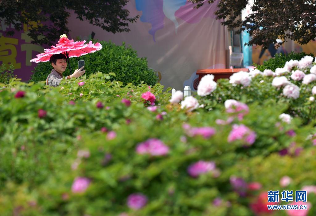 　　4月8日，一名手持“花伞”的游客在园内拍摄牡丹花。　　近日，山东省菏泽市曹州牡丹园内的多品种牡丹花竞相开放，正值第30届菏泽国际牡丹文化旅游节举行，吸引游客前来赏花。　　新华社记者李贺摄