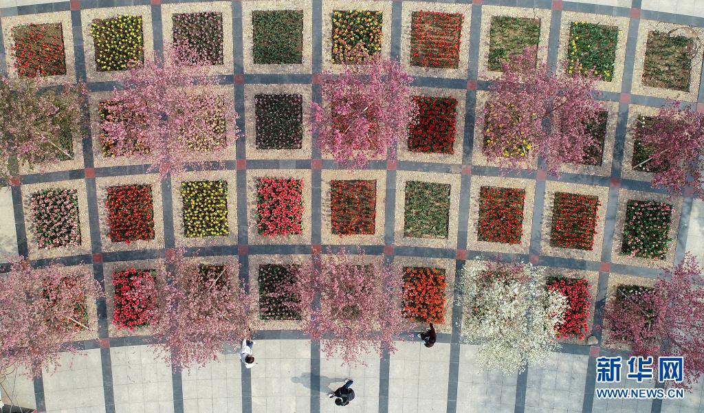 　　4月8日拍摄的石家庄市植物园内的郁金香展（无人机照片）。　　春季，各色花朵绽放，大地披上彩装。　　新华社发（张晓峰 摄）