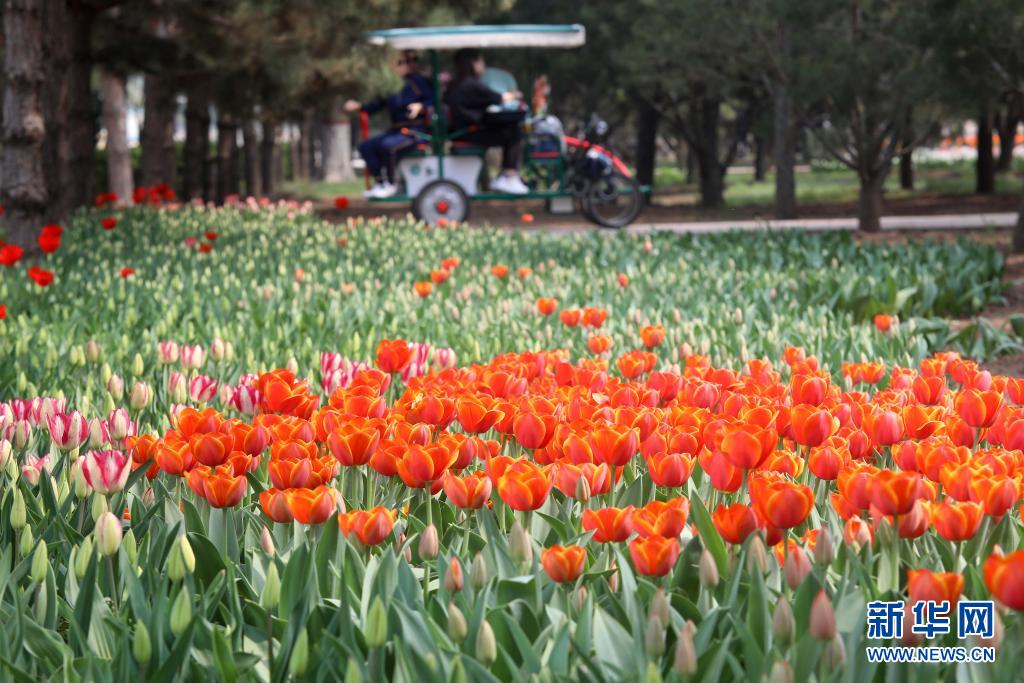 　　4月8日，游客在石家庄市植物园欣赏郁金香。　　春季，各色花朵绽放，大地披上彩装。　　新华社发（梁子栋 摄）