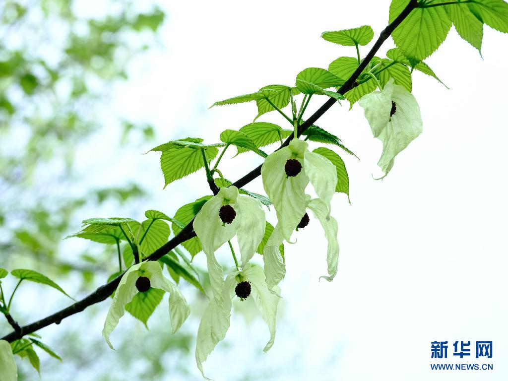 　　4月8日在贵州省铜仁市江口县拍摄的珙桐花。　　春季，各色花朵绽放，大地披上彩装。　　新华社发（伍卫东 摄）
