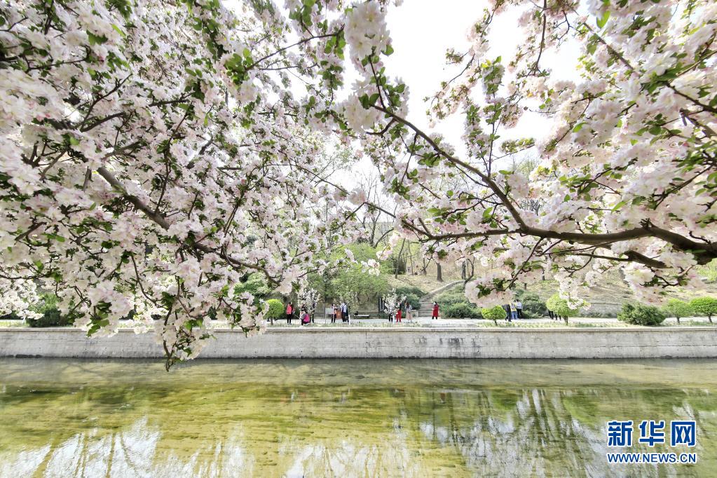 　　4月8日，游人在北京元大都遗址公园海棠花溪景区赏花。　　春季，各色花朵绽放，大地披上彩装。　　新华社发（刘宪国 摄）