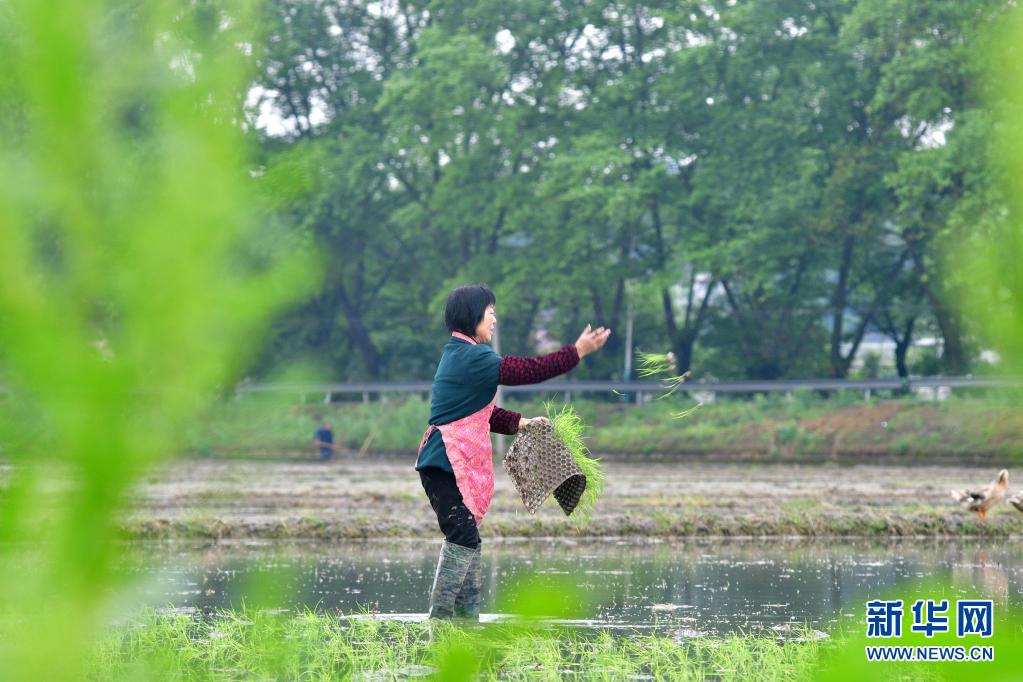 　　4月8日，在湖南省娄底市双峰县井字镇花桥村，农民在田间抛秧。　　眼下，湖南省娄底市双峰县进入插秧季，当地农民抢抓农时在田间劳作，水田中一派繁忙景象。　　新华社发（李建新 摄）