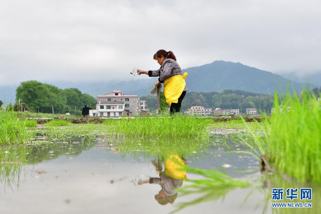 　　4月8日，在湖南省娄底市双峰县井字镇花桥村，农民在田间抛秧。　　眼下，湖南省娄底市双峰县进入插秧季，当地农民抢抓农时在田间劳作，水田中一派繁忙景象。　　新华社发（李建新 摄）