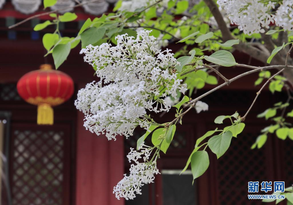 　　4月11日在北京法源寺拍摄的盛开的丁香花。新华社发（刘宪国 摄）