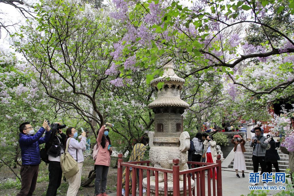 　　4月11日，游客在北京法源寺拍摄盛开的丁香花。新华社发（刘宪国 摄）