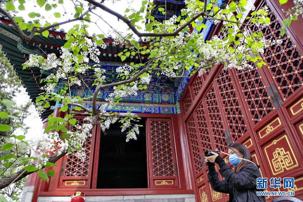 　　4月11日，游客在北京法源寺拍摄盛开的丁香花。新华社发（刘宪国 摄）