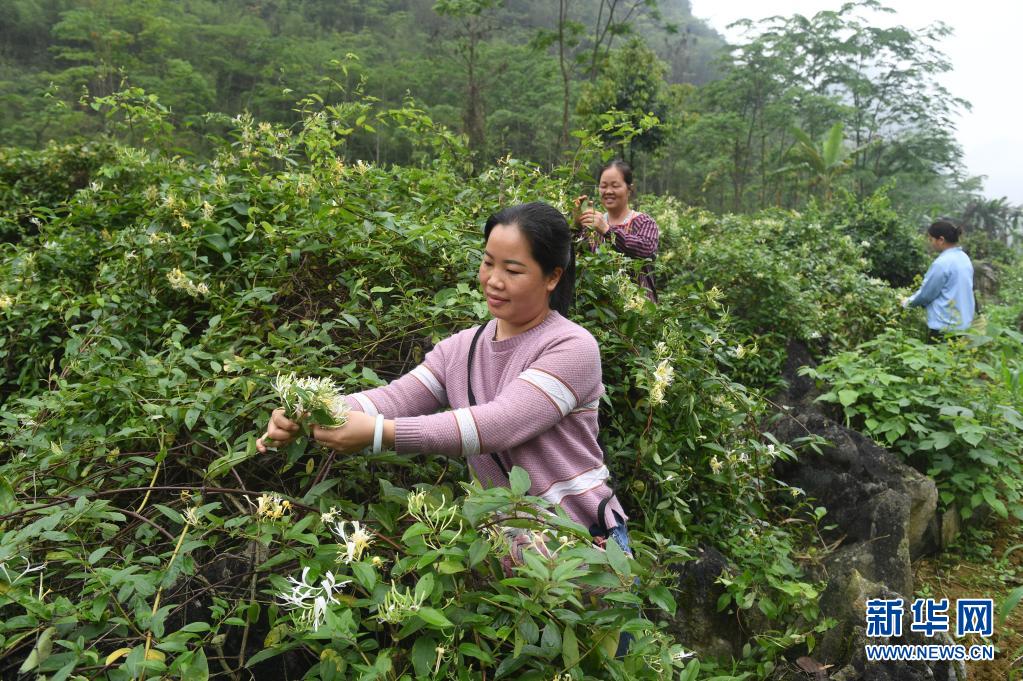 　　4月13日，在马山县加方乡大陆村，农民在采摘金银花。　　时下，广西马山县进入金银花采摘季，当地农民抢抓农时，采摘金银花供应市场。马山县金银花种植面积超过4万亩，是助力当地农民增收的重要产业。　　新华社记者 陆波岸 摄