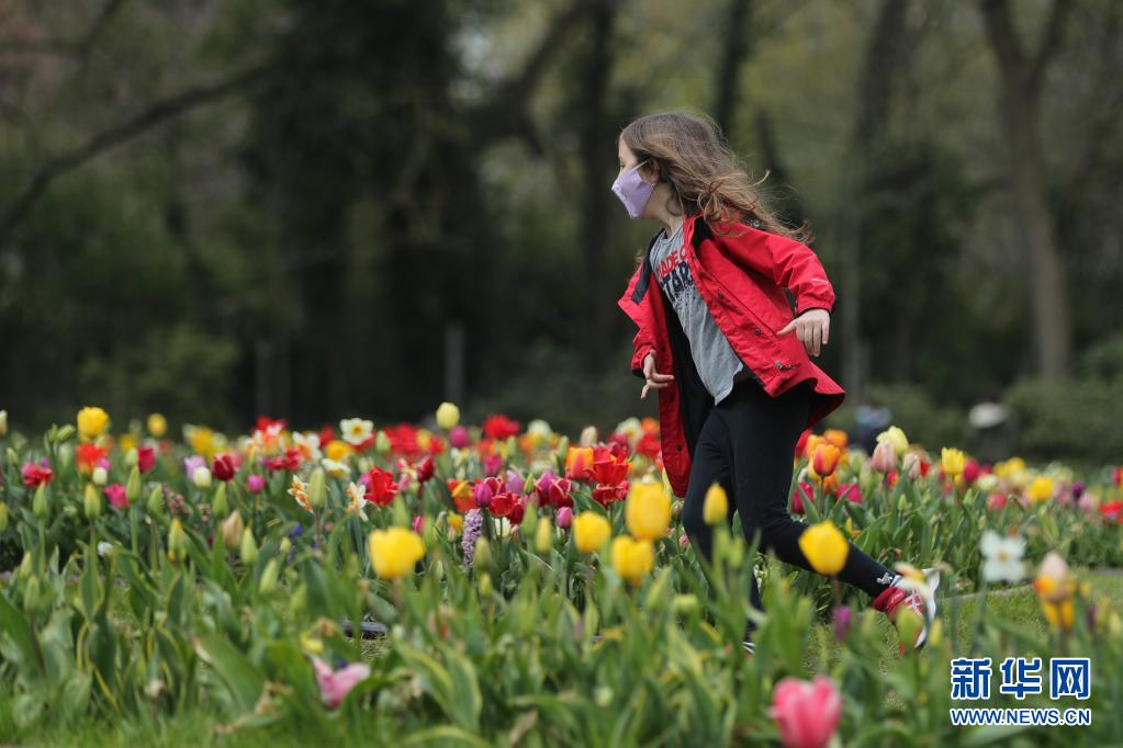 　　4月14日，一名小女孩在比利时布鲁塞尔以西的拜加登城堡的花丛中奔跑。　　近日，第十八届比利时布鲁塞尔国际花展在布鲁塞尔市以西的拜加登城堡开幕。花卉设计师和园丁在这座占地14公顷的园林里种植了超过100万株的鲜花，打造了一片鲜花海洋。此次花展展出了大约400个品种的郁金香，此外还包括大量的风信子和水仙花。主办方采取了一系列防控新冠疫情的措施，如限制客流、提醒游客佩戴口罩、提供酒精消毒洗手液等。本届花展将持续至5月2日。　　新华社记者 郑焕松 摄
