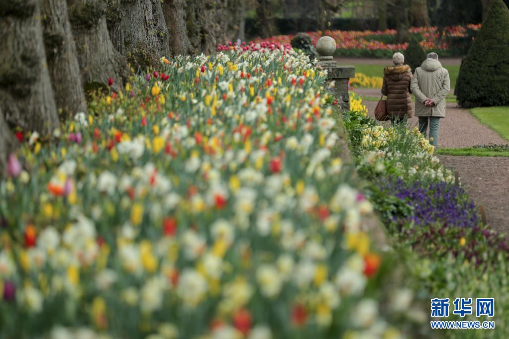 　　4月14日，民众在比利时布鲁塞尔以西的拜加登城堡参观花展。　　近日，第十八届比利时布鲁塞尔国际花展在布鲁塞尔市以西的拜加登城堡开幕。花卉设计师和园丁在这座占地14公顷的园林里种植了超过100万株的鲜花，打造了一片鲜花海洋。此次花展展出了大约400个品种的郁金香，此外还包括大量的风信子和水仙花。主办方采取了一系列防控新冠疫情的措施，如限制客流、提醒游客佩戴口罩、提供酒精消毒洗手液等。本届花展将持续至5月2日。　　新华社记者 郑焕松 摄