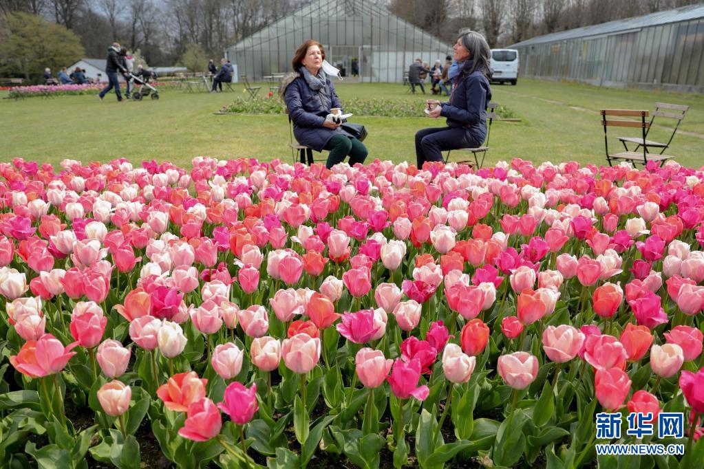 　　4月14日，参观者坐在比利时布鲁塞尔以西的拜加登城堡的鲜花旁休息聊天。　　近日，第十八届比利时布鲁塞尔国际花展在布鲁塞尔市以西的拜加登城堡开幕。花卉设计师和园丁在这座占地14公顷的园林里种植了超过100万株的鲜花，打造了一片鲜花海洋。此次花展展出了大约400个品种的郁金香，此外还包括大量的风信子和水仙花。主办方采取了一系列防控新冠疫情的措施，如限制客流、提醒游客佩戴口罩、提供酒精消毒洗手液等。本届花展将持续至5月2日。　　新华社记者 郑焕松 摄